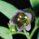 Belladonna plant (Photo: DeAgostini/Getty Images)